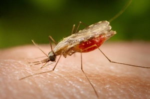 Malaria Mücke: Die sog. Flughafen-Malaria ist auch in Flughafen-Hotels verbreitet und sollte als Gesundheitsgefahr nicht unterschätzt werden